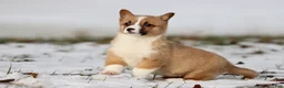 Welsh Corgi Pembroke dogs for sale: Boots - Ad 1