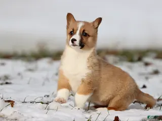 Welsh Corgi Pembroke dogs Boots - Ad 36