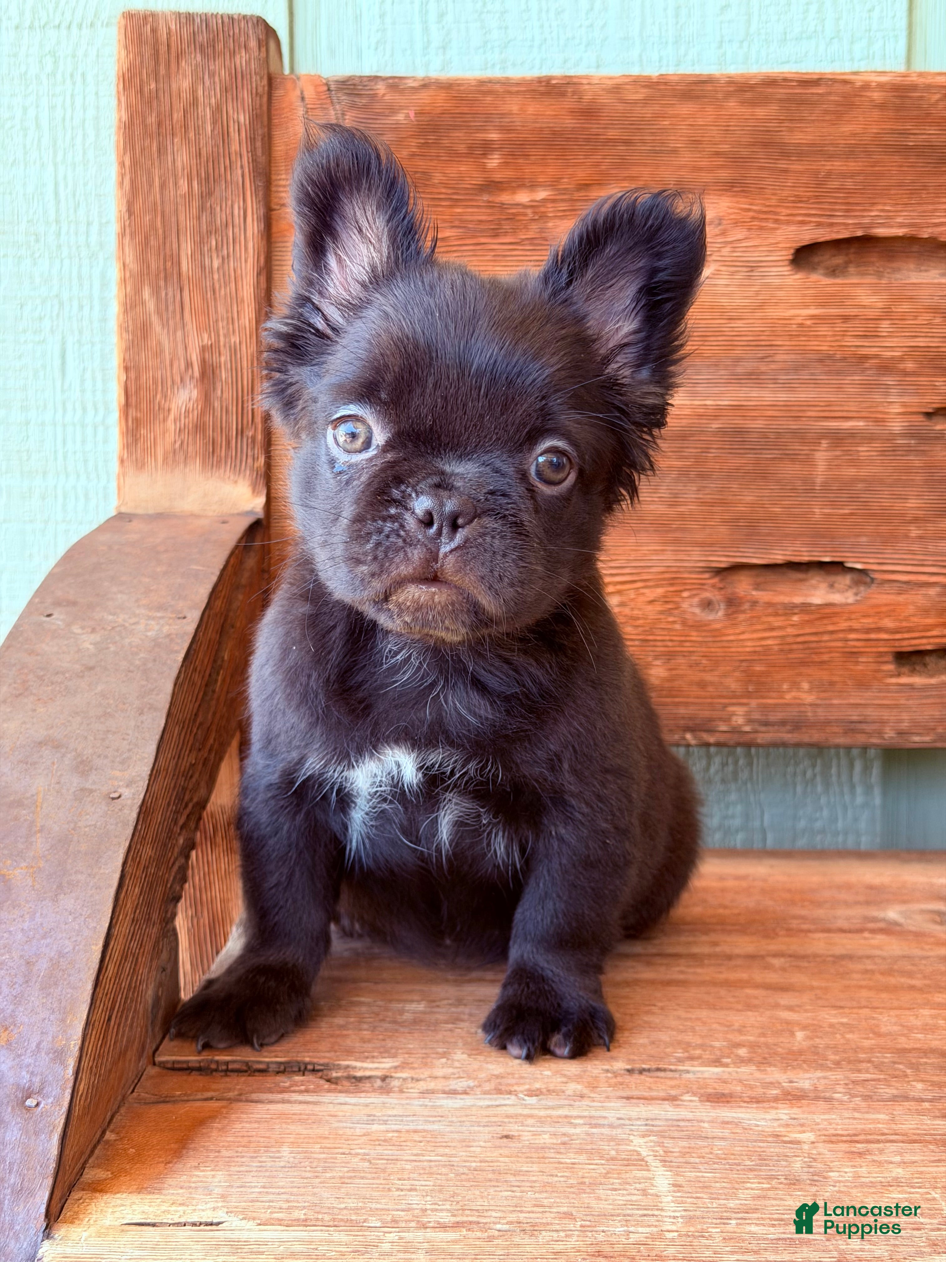 French Bulldog dogs Mocha Bean - Ad 1