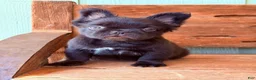French Bulldog dogs for sale: Mocha Bean - Ad 1
