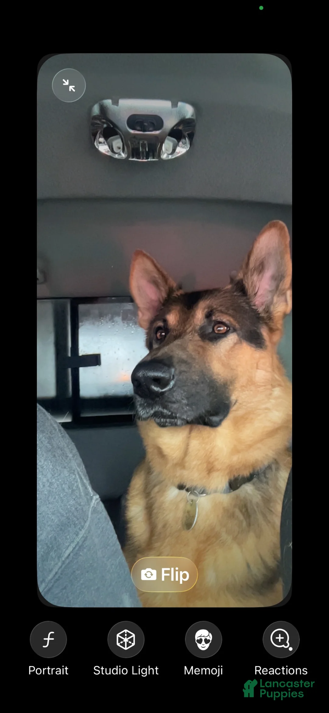German Shepherd dogs for sale: Luke - Ad 6