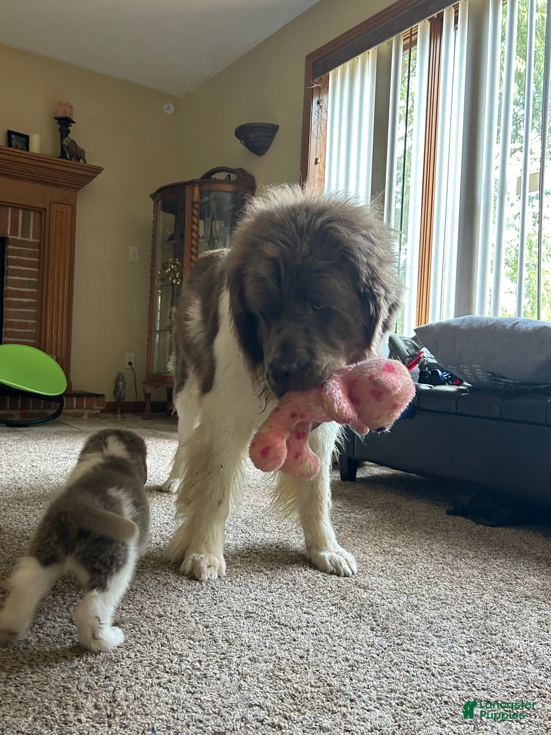 Newfoundland dogs for sale: Cindy - Ad 8