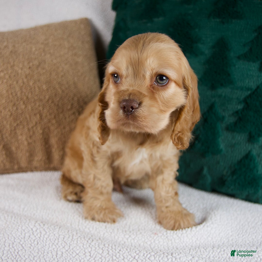 Cocker Spaniel dogs for sale: Roscoe - Ad 5