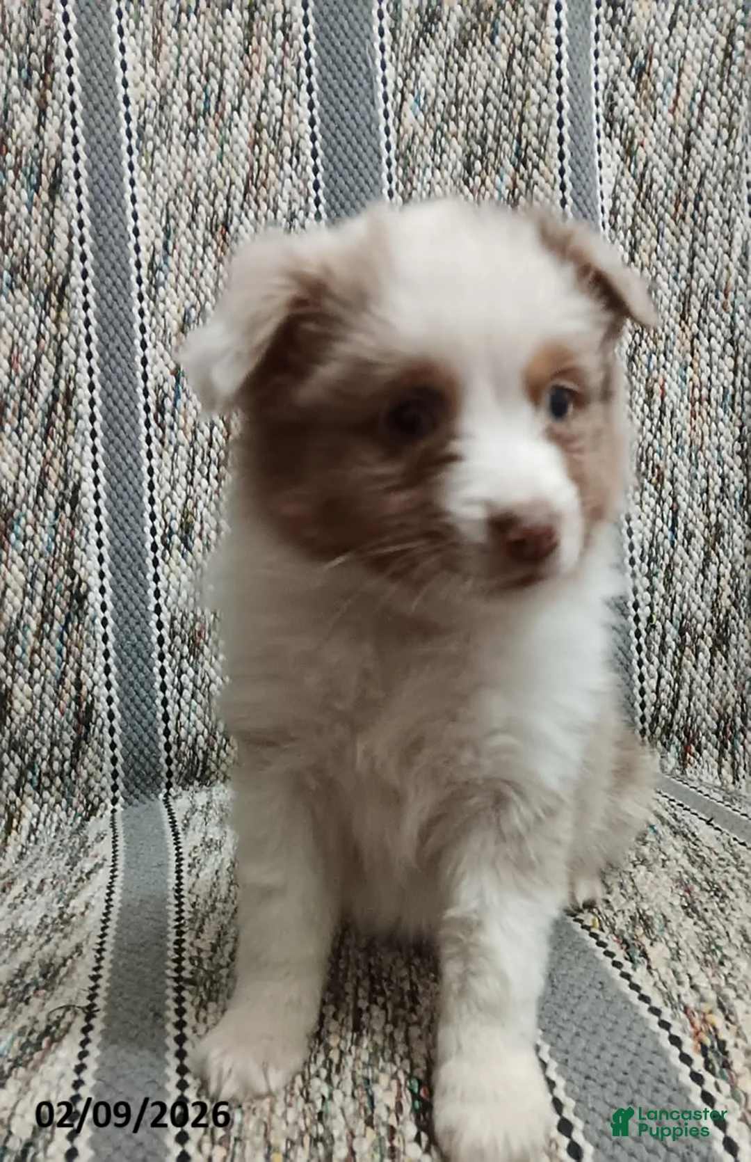 Miniature Australian Shepherd dogs for sale: Cookie - Ad 3
