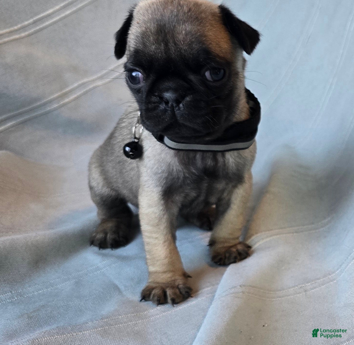 Pug dogs Levon - Ad 2