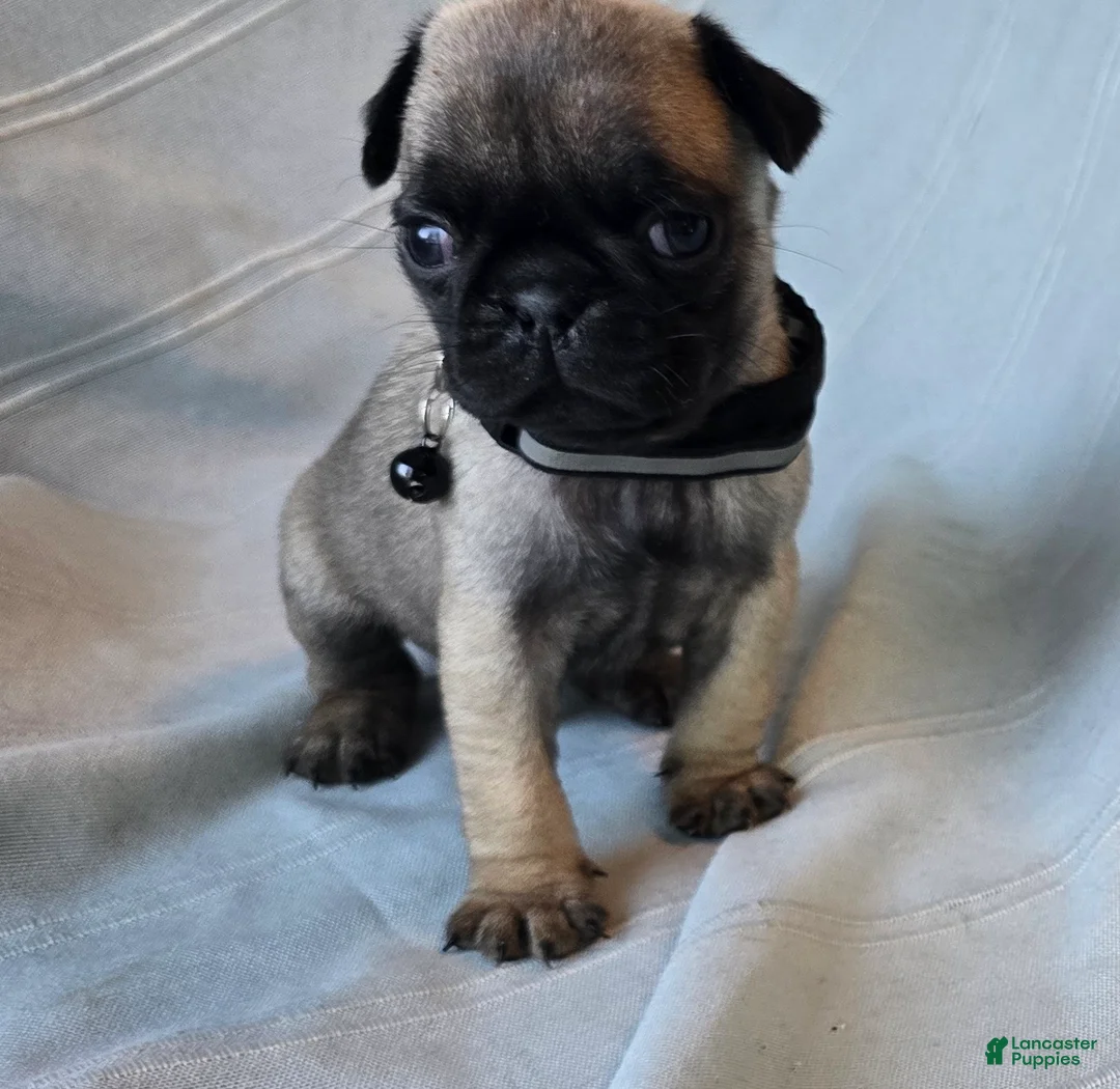 Pug dogs for sale: Levon - Ad 2