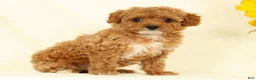 Cavapoo dogs for sale: Molly - Ad 4