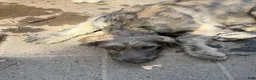 Irish Wolfhound dogs for sale: Puppy 7: Giorgia - Ad 3