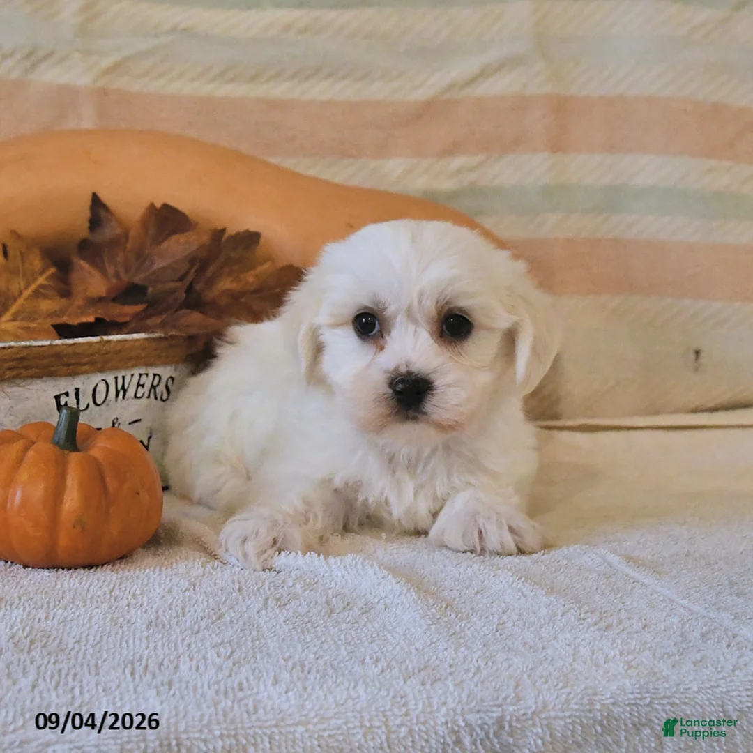 Malshi dogs for sale: Milo - Ad 3