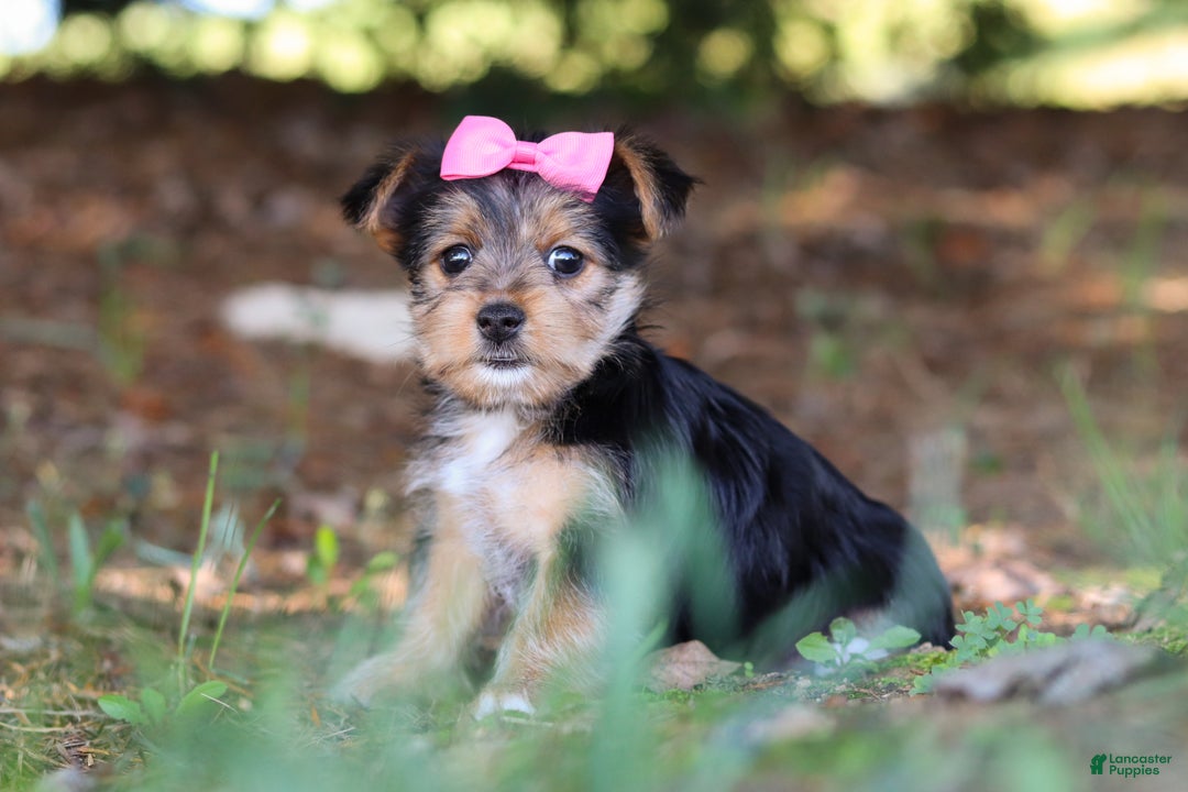 June for sale in Baltic Lancaster Puppies
