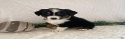Australian Shepherd dogs for sale: Rowdy - Ad 2