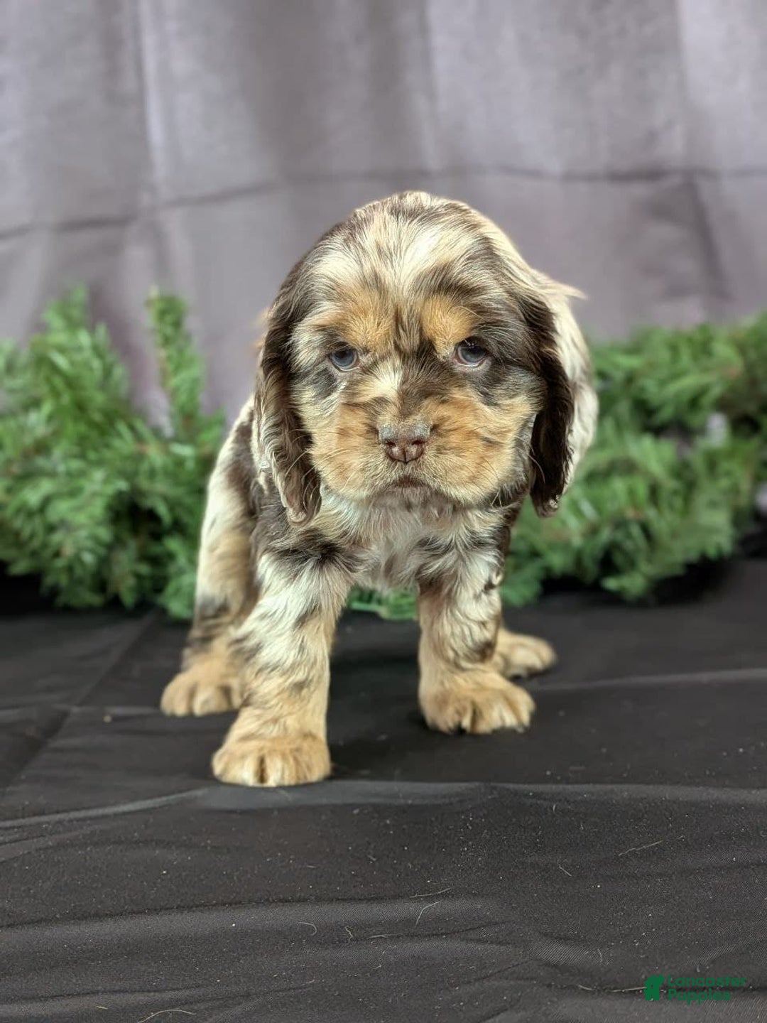 Cocker Spaniel dogs for sale: Vikki - Ad 5