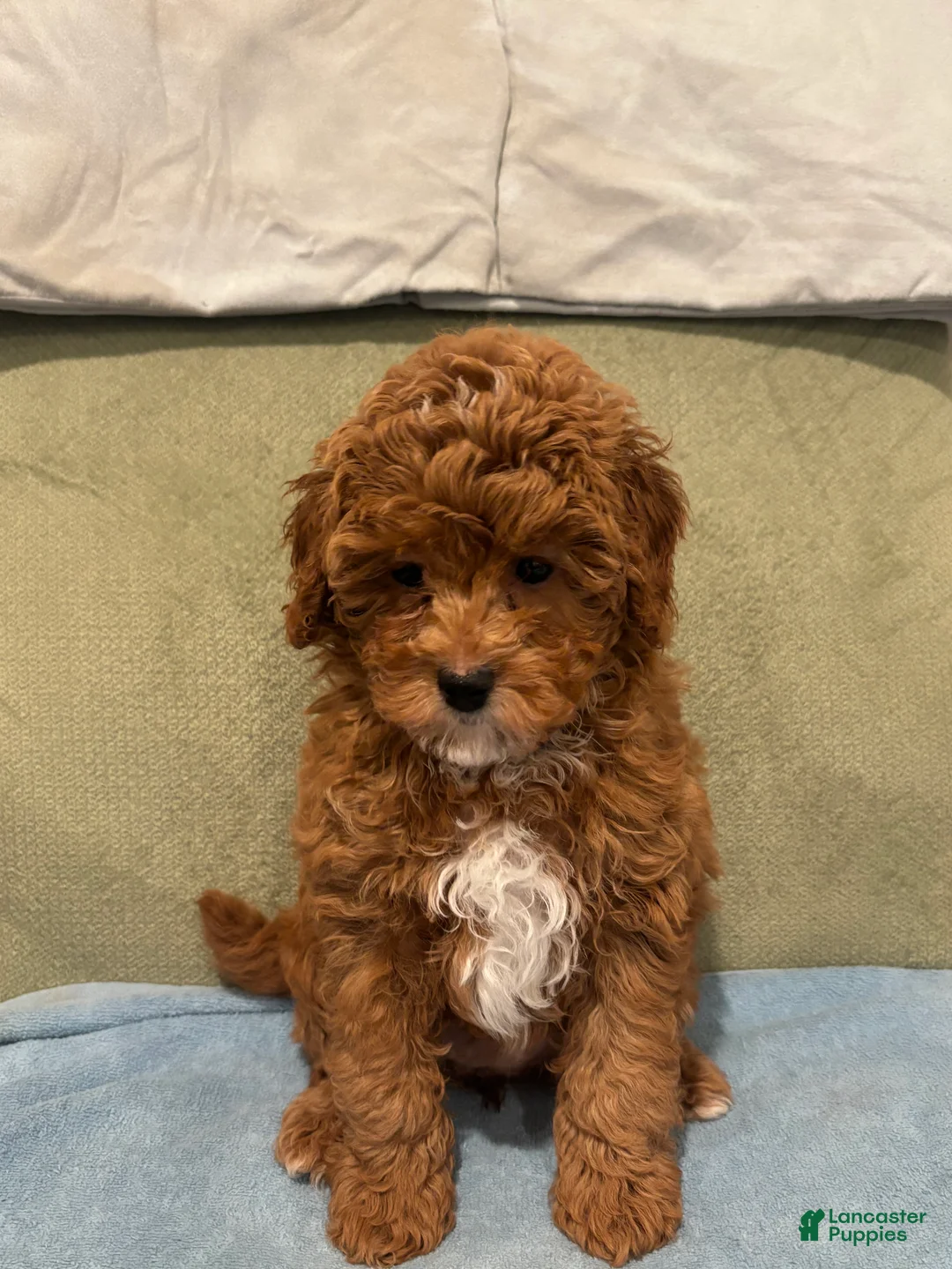 Maltipoo dogs for sale: Scarlet - Ad 1