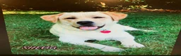 Labrador Retriever dogs for sale: Bentley - Ad 11