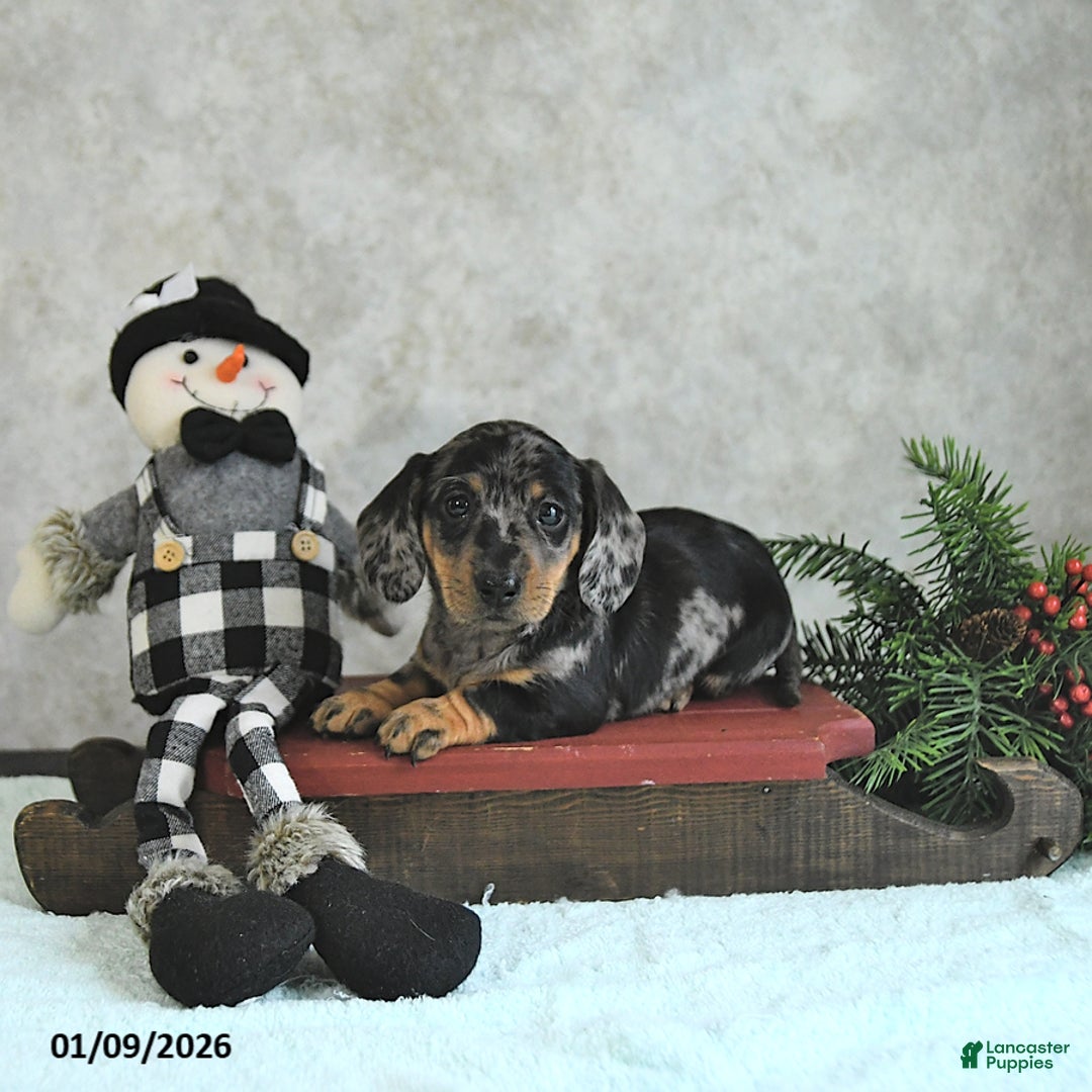 Miniature Dachshund dogs for sale: Lincoln - Ad 2