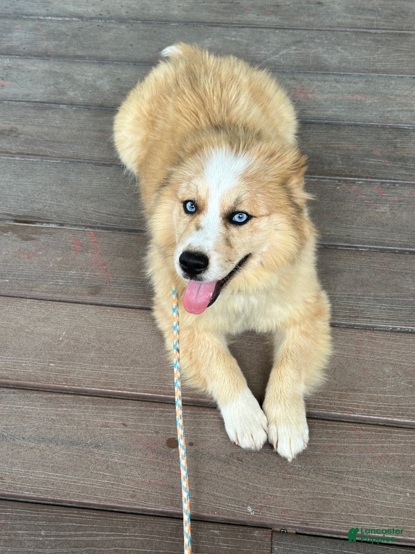 Pomsky dogs Chance - Ad 23