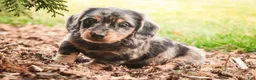 Miniature Dachshund dogs for sale: Pongo - Ad 4