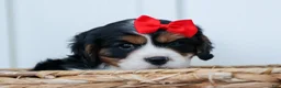 Cavalier King Charles Spaniel dogs for sale: Winston 🐶 - Ad 6