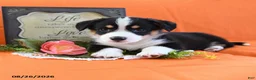 Welsh Corgi Pembroke dogs for sale: Chico - Ad 3