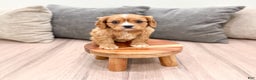 Cavapoo dogs for sale: Diamond - Ad 3