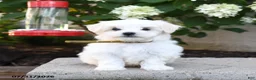 Maltese dogs for sale: Beau  - Ad 3