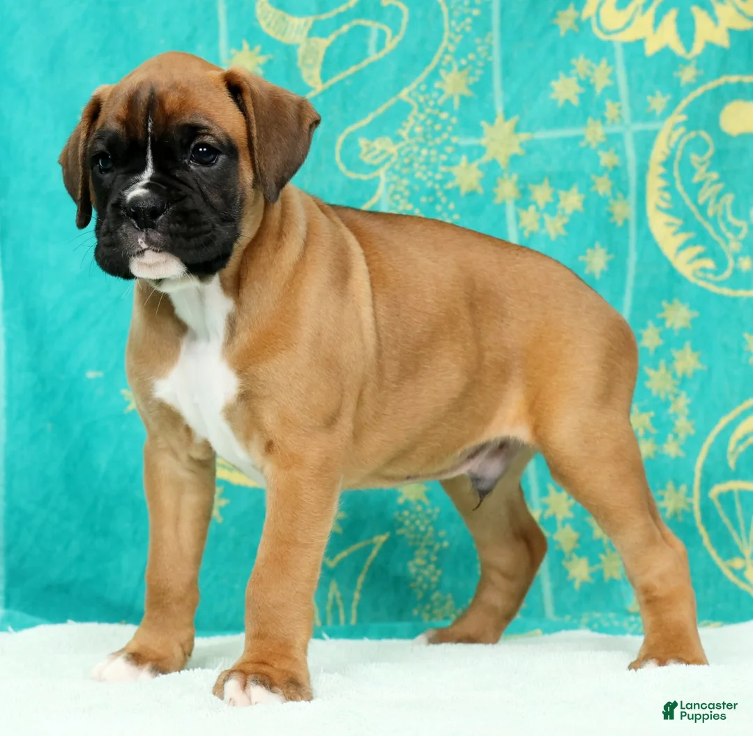 Boxer dogs for sale: Leo - Ad 1