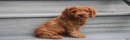 Cockapoo dogs for sale: Loki - Ad 3