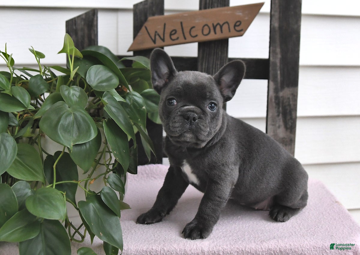 Frenchton dogs Lyndie - Ad 1