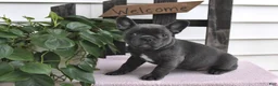 Frenchton dogs for sale: Lyndie - Ad 1