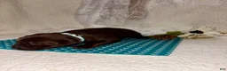 Labrador Retriever dogs for sale: Labrador Retriever chocolate female teal collar - Ad 3