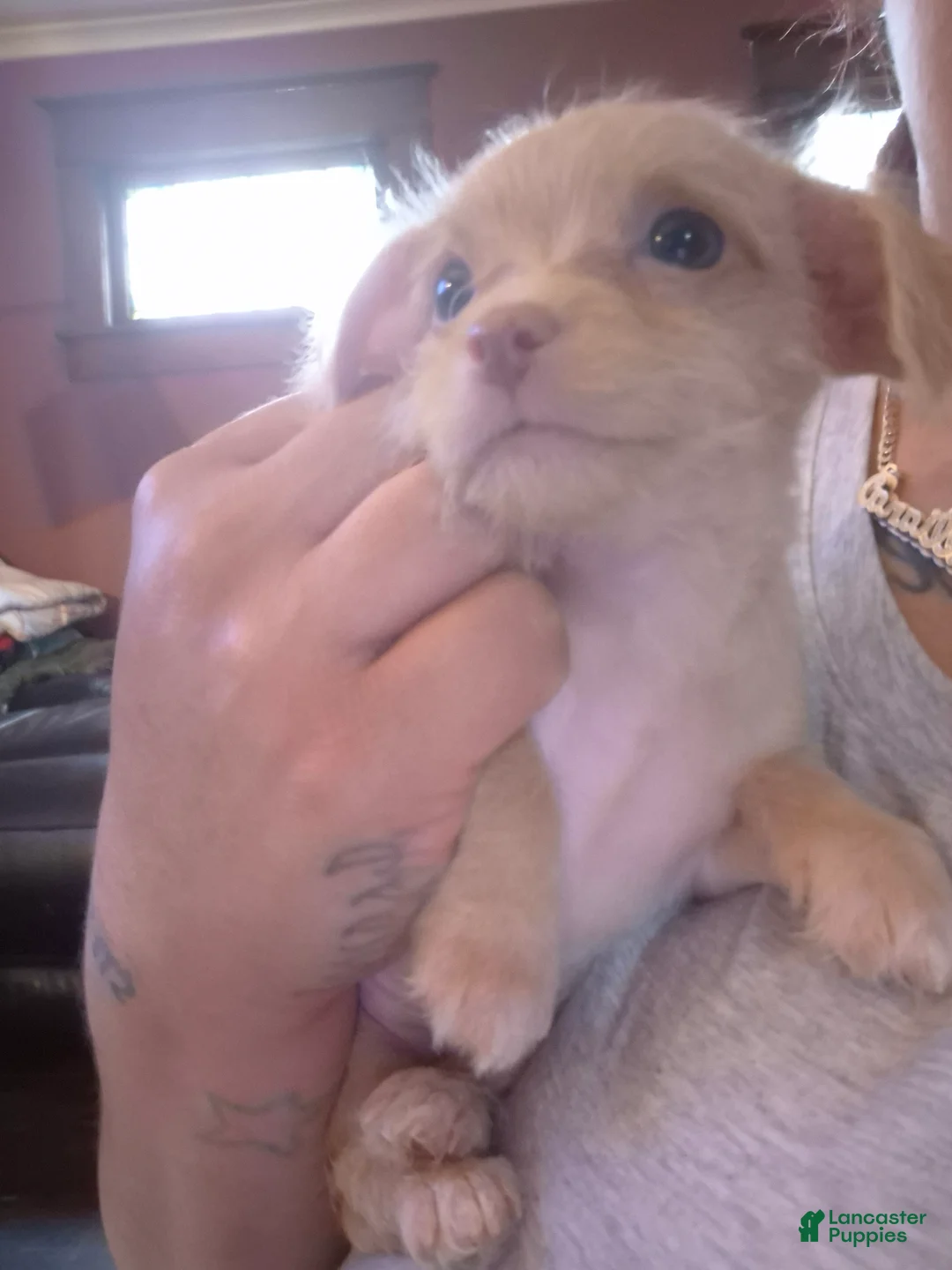 Chipoo dogs for sale:  Puppy 1 - Ad 7