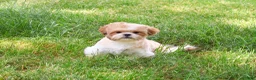 Shih Tzu dogs for sale: Fox  - Ad 5