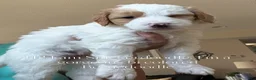 Bernedoodle dogs for sale: Snickerdoodle - Ad 2