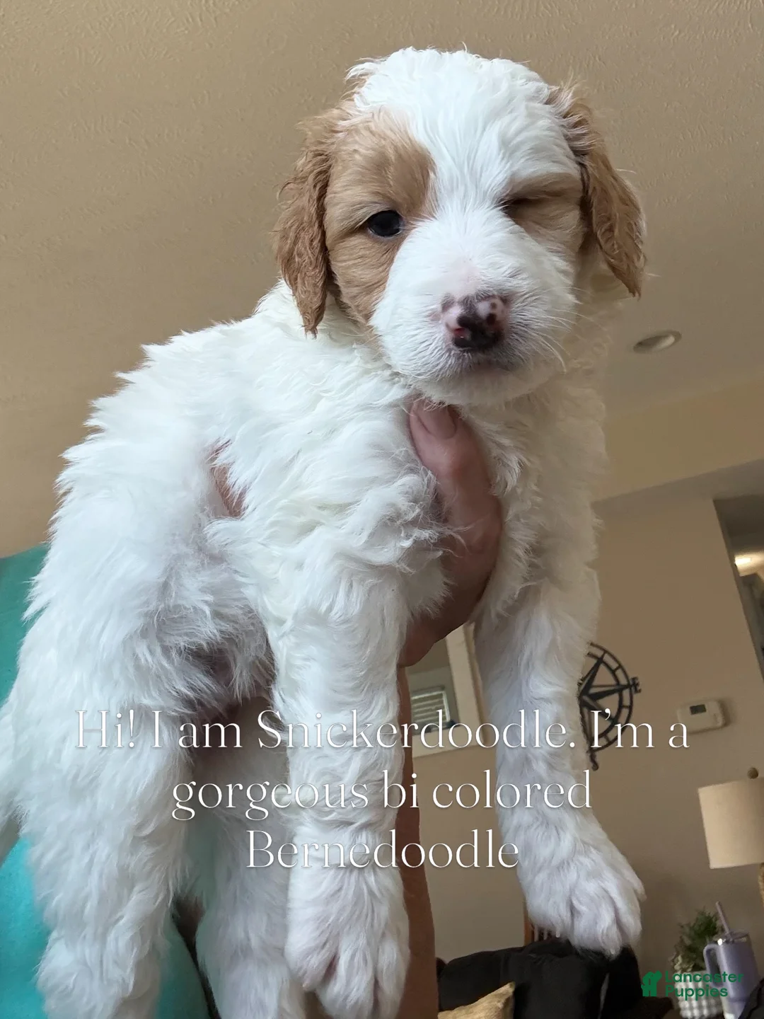 Bernedoodle dogs for sale: Snickerdoodle - Ad 2