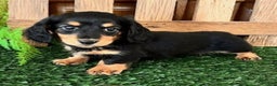 Miniature Dachshund dogs for sale: Tony - Ad 2