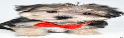 Morkie dogs for sale: Zain - Ad 6