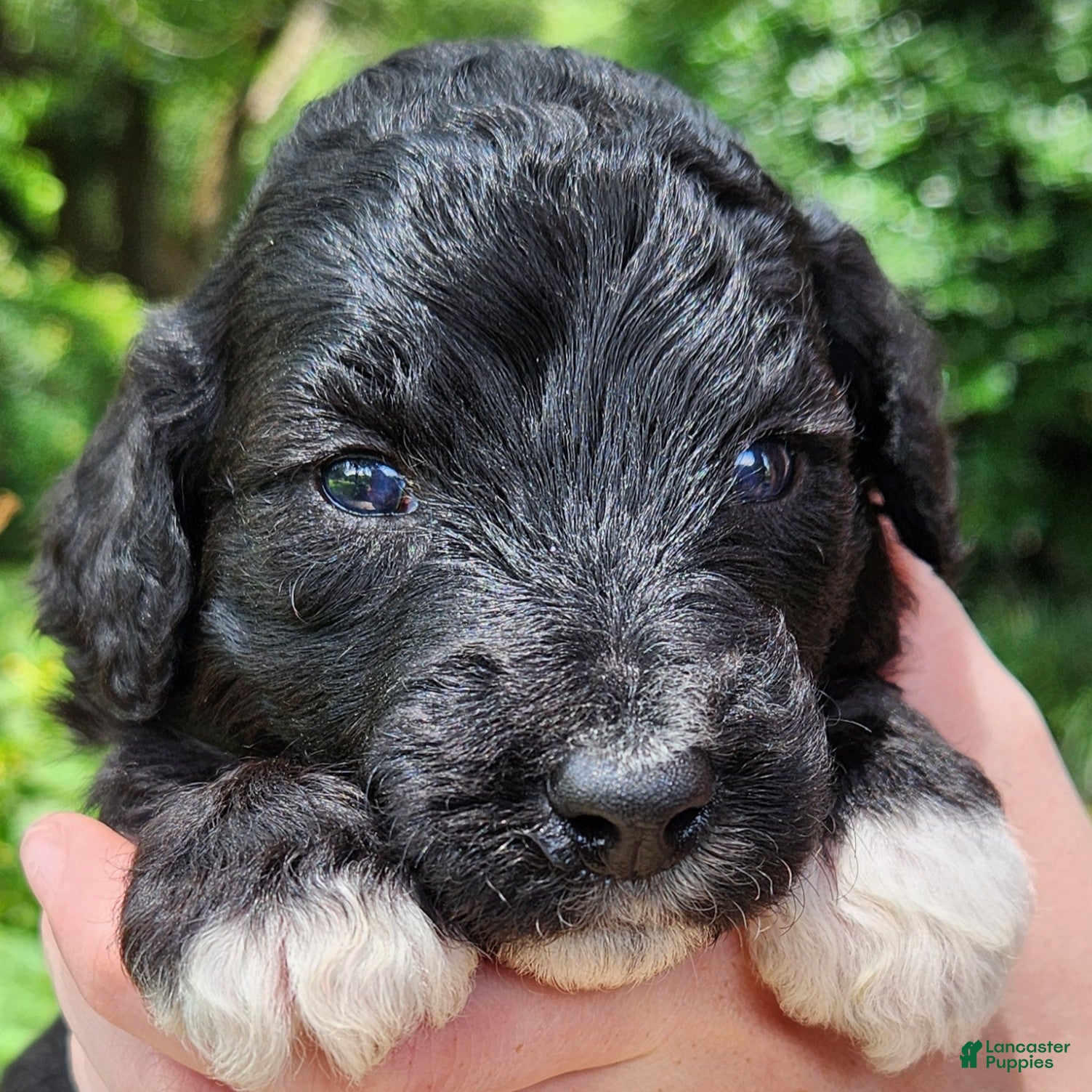 Mini Aussiedoodle dogs Lottie - Female - Tri-Color - Ad 1