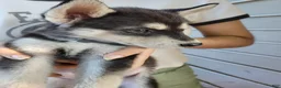 Mixed Breed dogs for sale: Mixed Breed 2 - Ad 1