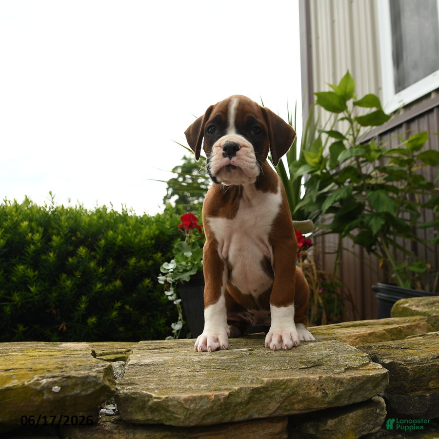 Boxer dogs Twister - Ad 1