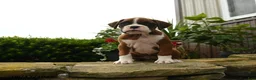 Boxer dogs for sale: Twister - Ad 1