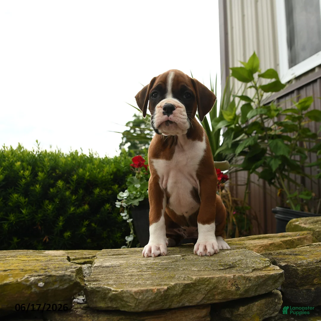 Boxer dogs for sale: Twister - Ad 1