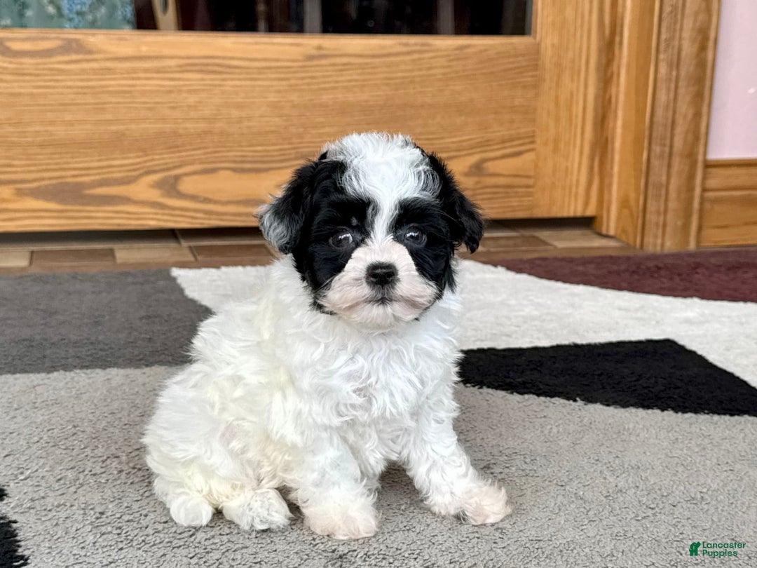 Havanese dogs for sale: Nathan - Ad 11