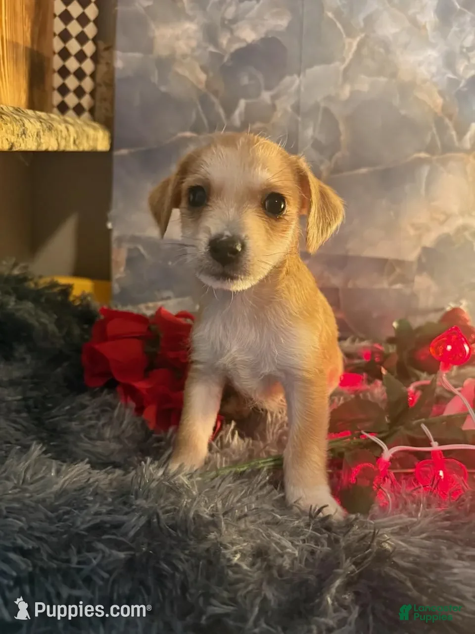 Chorkie dogs Maui Boy - Ad 14