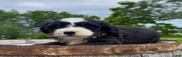 Mini Bernedoodle dogs for sale: Ravioli - Ad 3