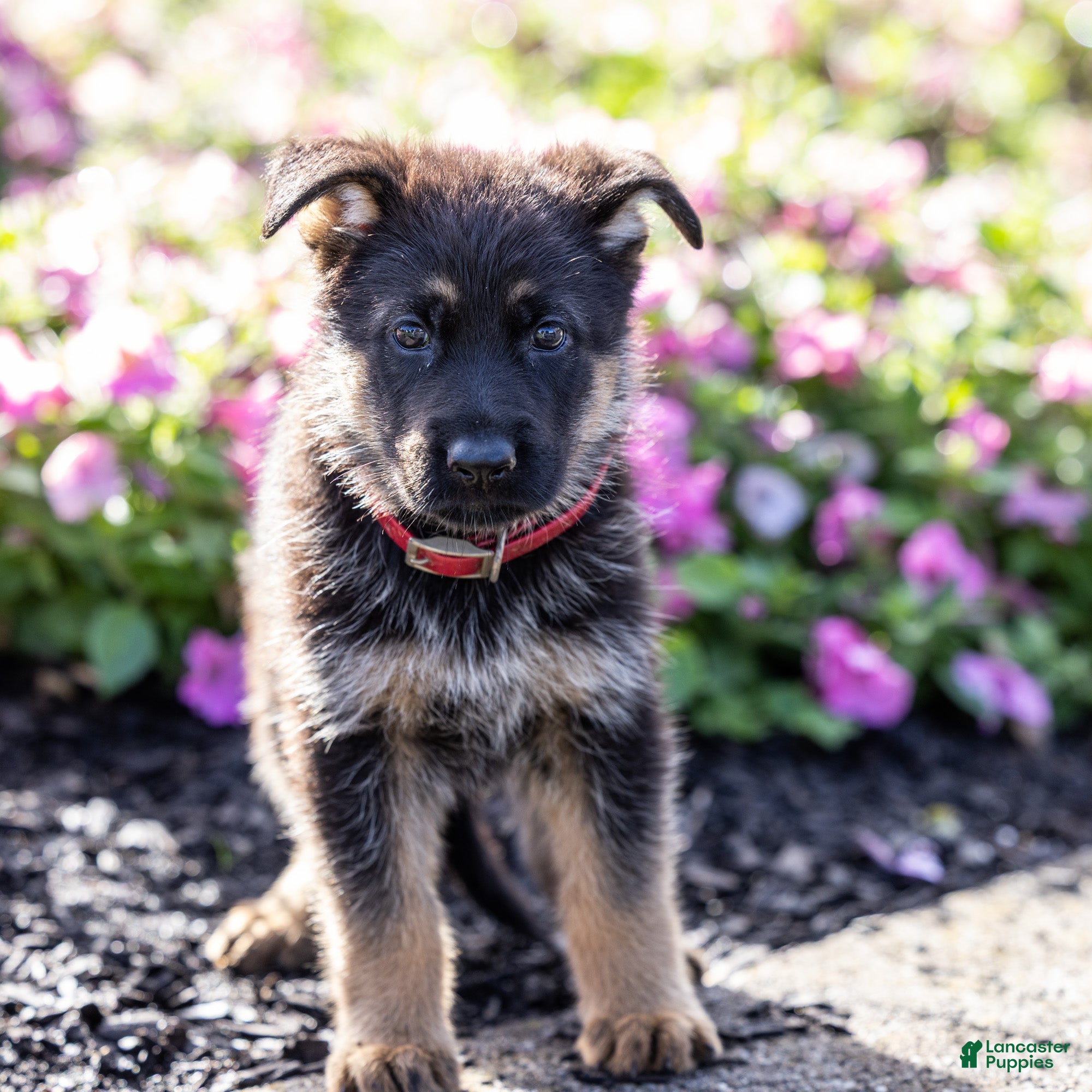German Shepherd dogs Winston - Ad 2