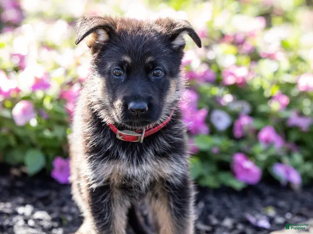 German Shepherd dogs Winston - Ad 2