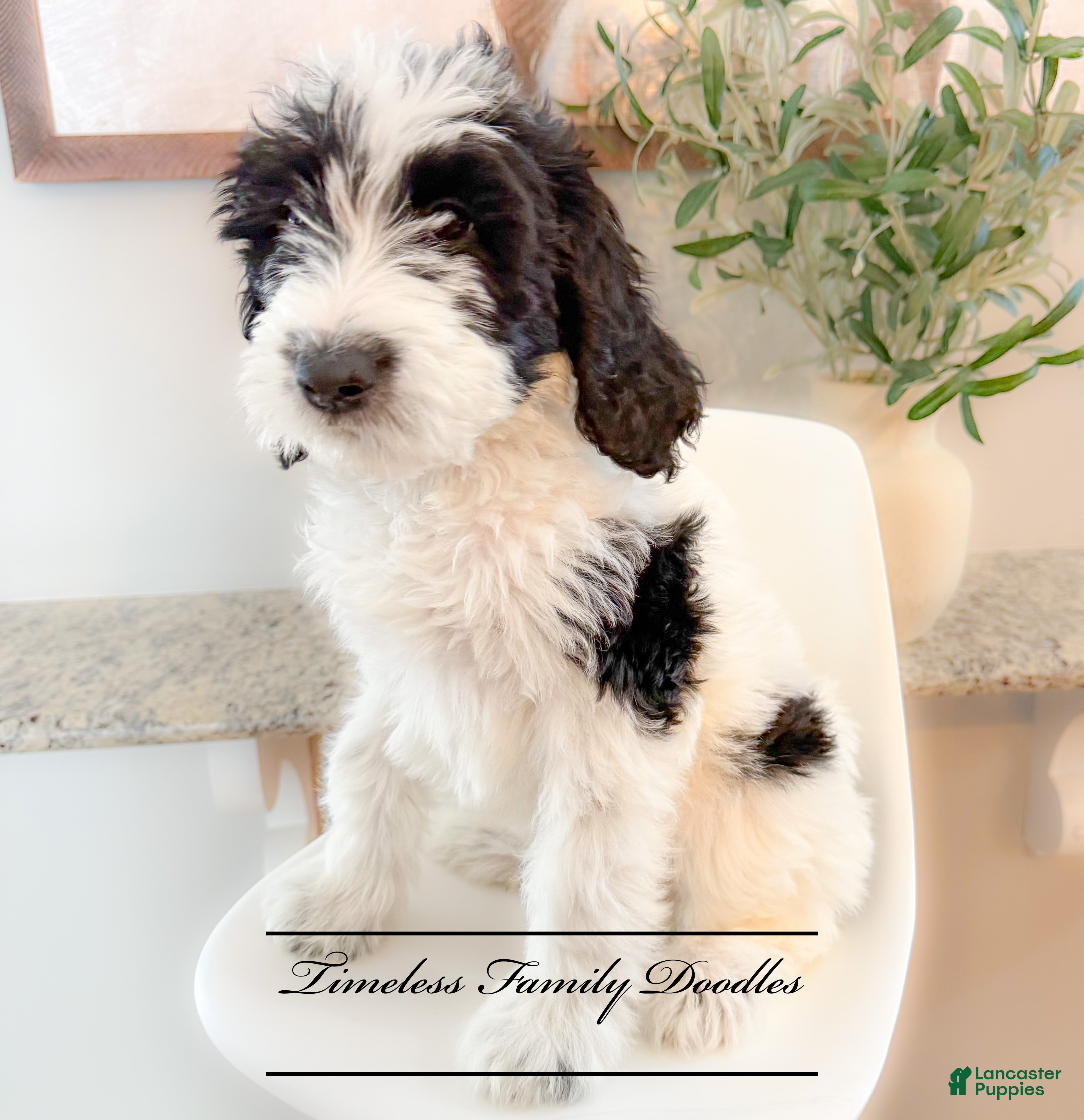 Sheepadoodle dogs Brittany - Ad 16