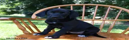 Mixed Breed dogs for sale: Linie - Ad 4
