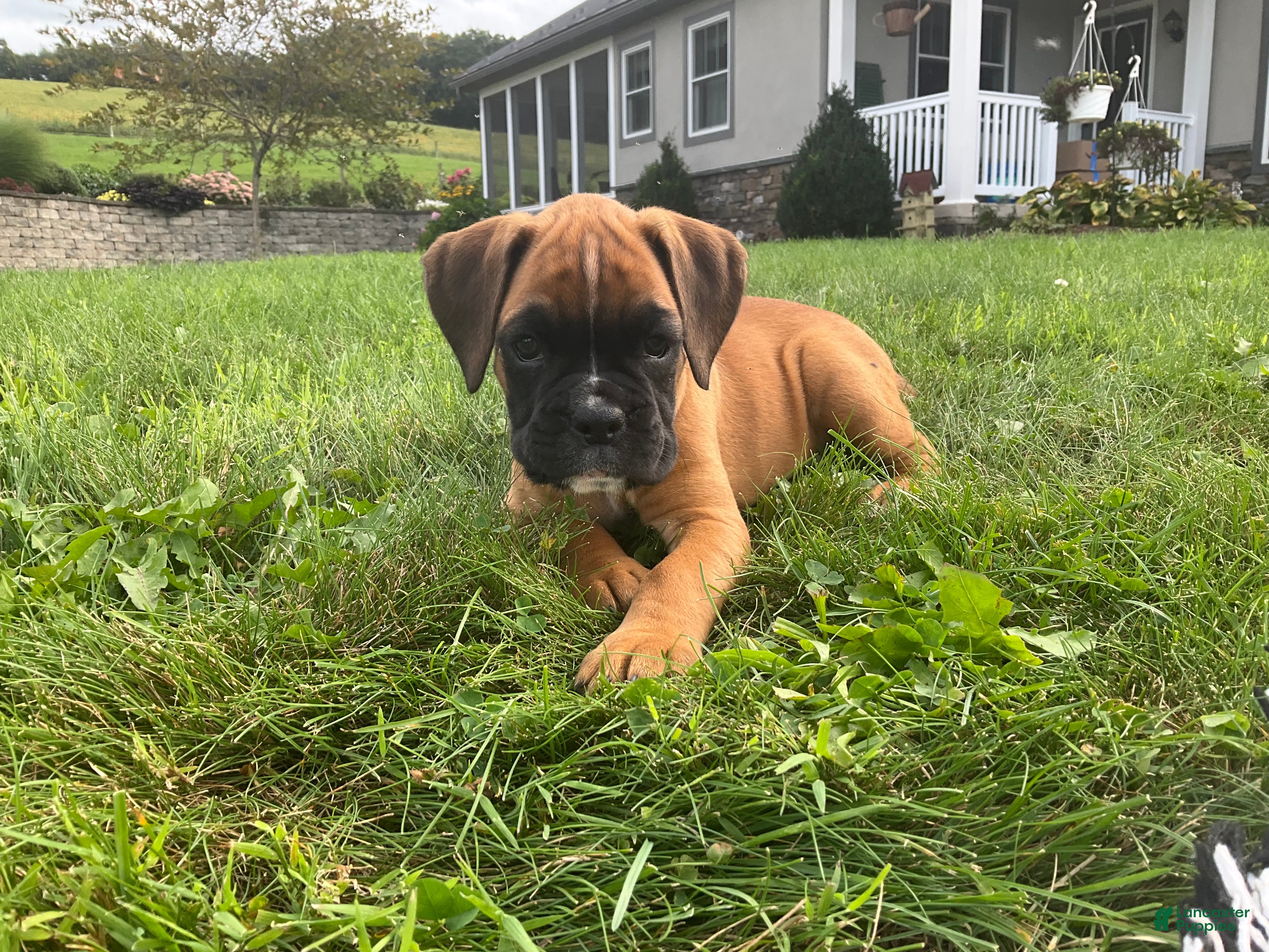 Boxer dogs Sarah - Ad 1