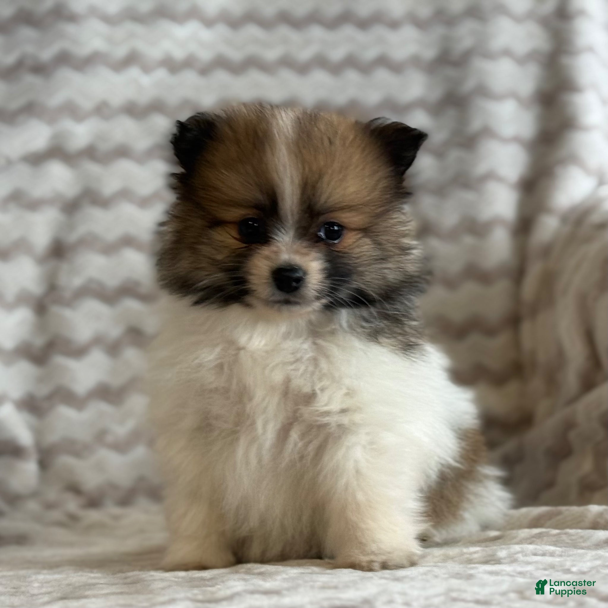 Pomeranian dogs Robbie - Ad 2